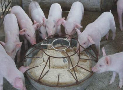 飼喂顆粒料的優(yōu)勢體現(xiàn)在哪些方面呢？